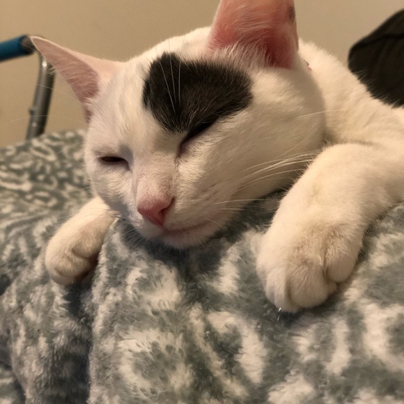 Meet your Posher, Candice - Picture 1 of 1